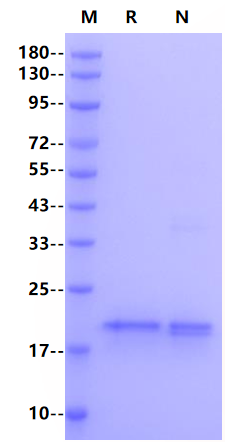 FGF-6 Protein, Mouse
