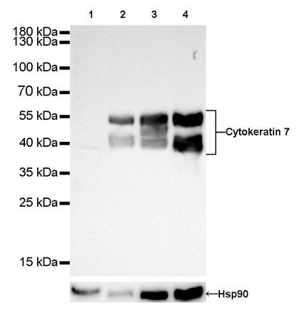 S-RMab® Cytokeratin 7 Recombinant Rabbit  mAb,PBS Only (SDT-121-17)