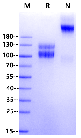 IL-17 RA&IL-17 RC Heterodimer Fc&Fc Tag Protein, Human