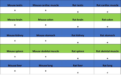 PIAS1 Recombinant Rabbit mAb (S-1430-7)