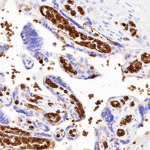CD235a Recombinant Rabbit mAb (S-3088-3)