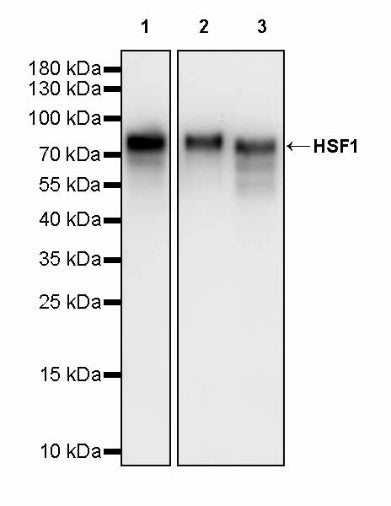 HSF1 Recombinant Rabbit mAb (S-3139-44)