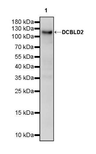 DCBLD2 Recombinant Rabbit mAb (S-3292-46)