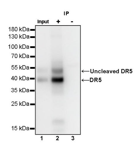 DR5 Recombinant Rabbit mAb (S-649-36)