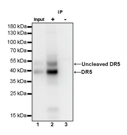 DR5 Recombinant Rabbit mAb (S-649-36)