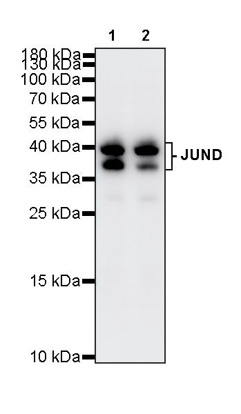 JUND Recombinant Rabbit mAb (S-4270-48)