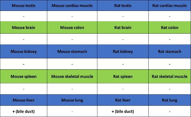MDR3 Recombinant Rabbit mAb (SDT-1949-60)