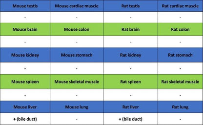 MDR3 Recombinant Rabbit mAb (SDT-1949-60)