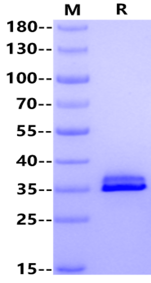 IGFBP-4 Protein, Human