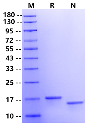 IL-3β Protein, Rat