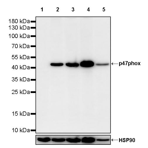 p47phox Rabbit Polyclonal Antibody
