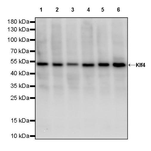 Klf4 Recombinant Rabbit mAb (S-2158-54)
