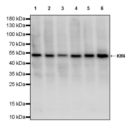 Klf4 Recombinant Rabbit mAb (S-2158-54)