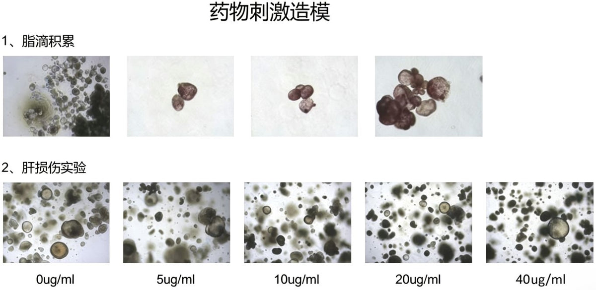 hPSC Induction Differentiation Liver Organoid Kit