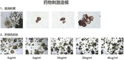 hPSC Induction Differentiation Liver Organoid Kit