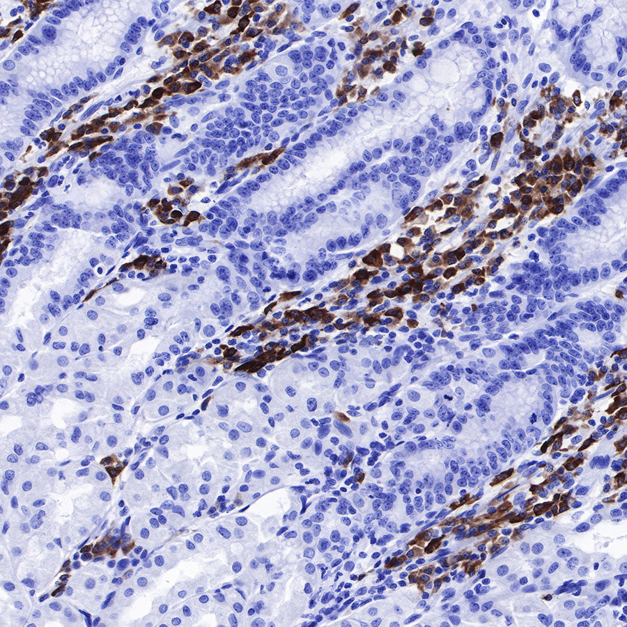 CD79a/MB-1 Recombinant Rabbit mAb (SDT-030-18)