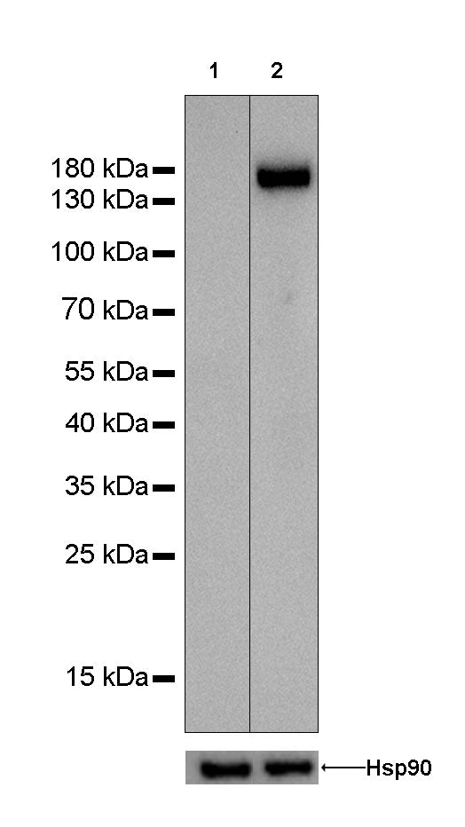 CD31 Recombinant Rabbit mAb,PBS Only (SDT-008-17)