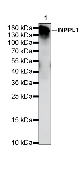 INPPL1 Recombinant Rabbit mAb (S-4567-47)