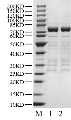 GSK3A GST Tag Protein, Human