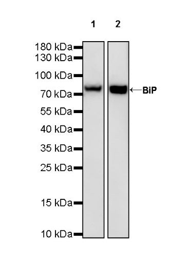 BiP Rabbit Polyclonal Antibody