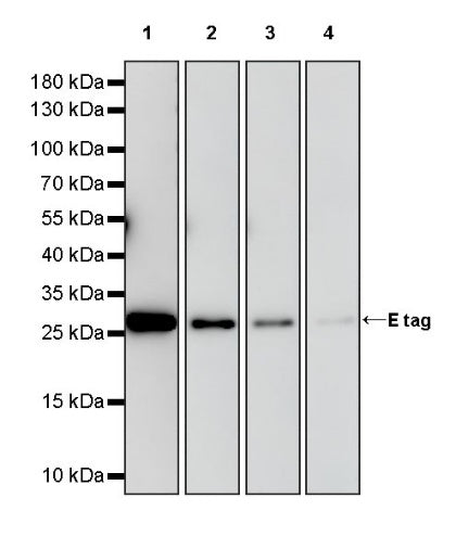 E tag Recombinant Rabbit mAb (HRP Conjugate) (S-911-14)