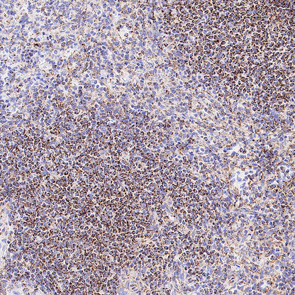 TFAM Recombinant Rabbit mAb