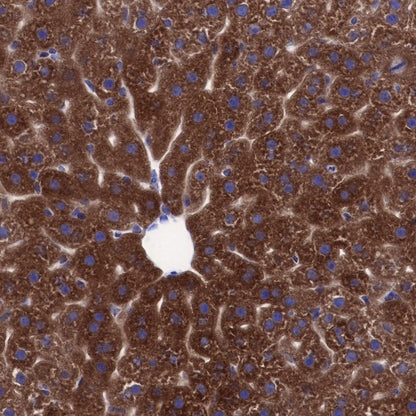 CTEN Recombinant Rabbit mAb (SDT-R175)