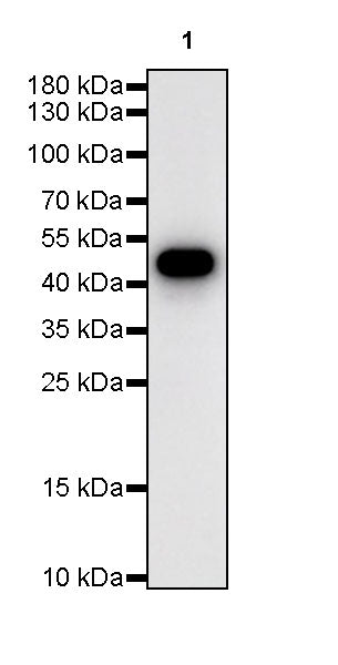Beta II tubulin Rabbit polyclonal antibody