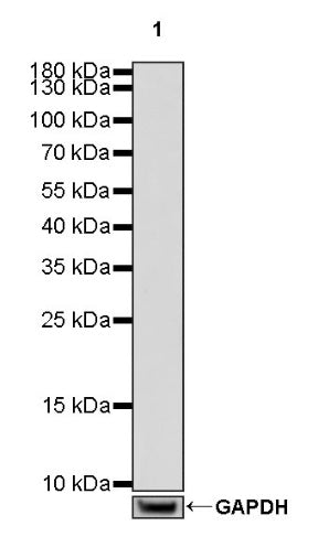 Mouse mAb IgG2b, κ Isotype Control (S-844-22)