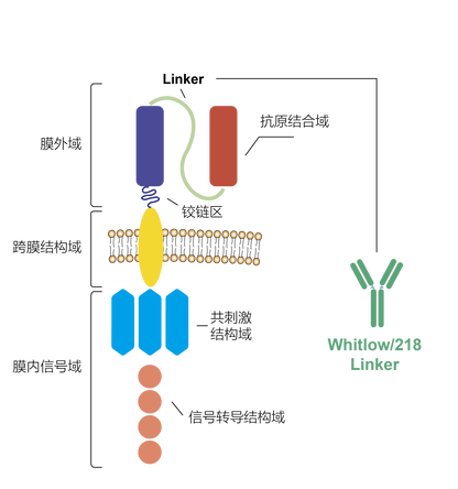 Whitlow/218 Linker Recombinant Rabbit mAb (PE-Cy7 conjugate) (S-712-10)