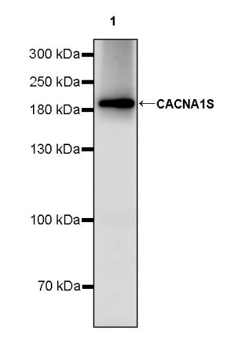 CACNA1S Recombinant Rabbit mAb (S-2448-78)