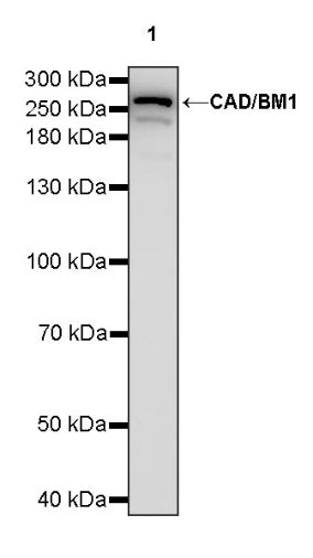 CAD/BM1 Recombinant Rabbit mAb (S-1650-21)