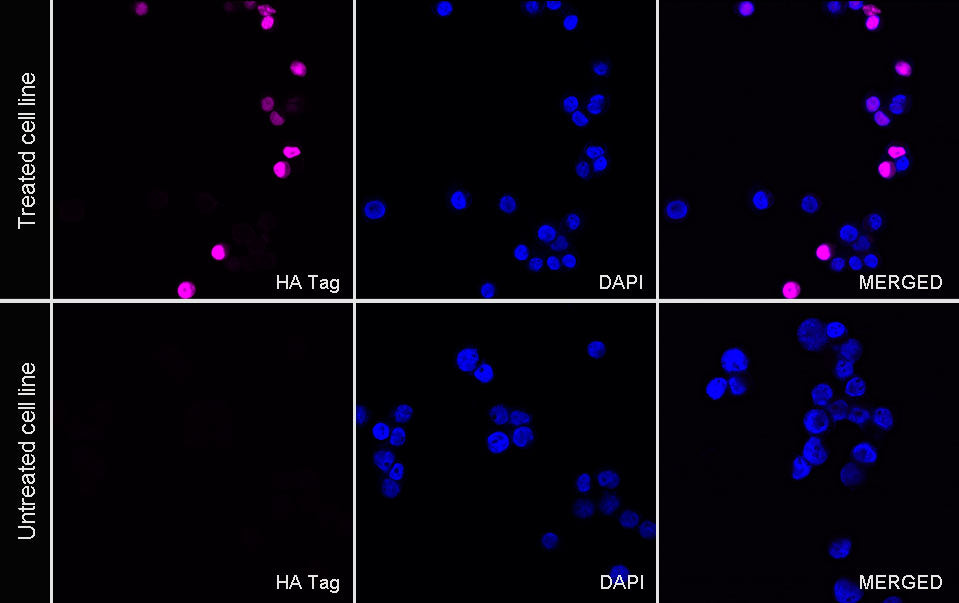 HA Tag Recombinant Rabbit mAb (Alexa Fluor® 647 Conjugate) (S-4144)