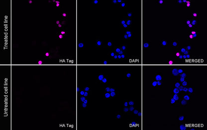 HA Tag Recombinant Rabbit mAb (Alexa Fluor® 647 Conjugate) (S-4144)