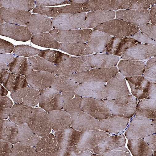 TRIM63 Recombinant Rabbit mAb (S-2304-110)