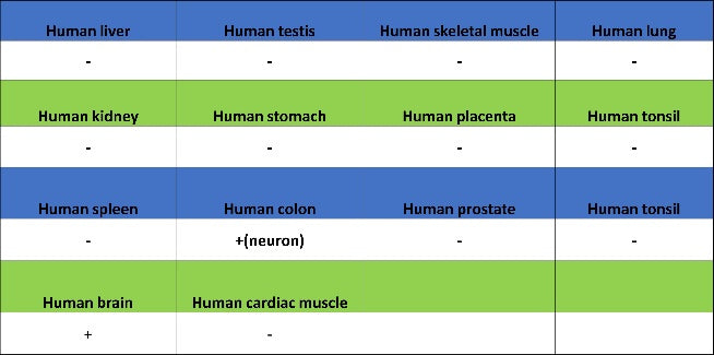 Islet1 Recombinant Rabbit mAb (SDT-2349-17)