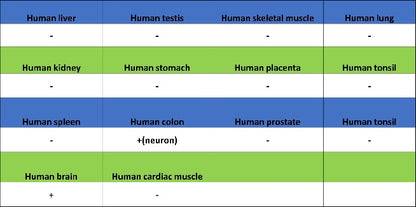 Islet1 Recombinant Rabbit mAb (SDT-2349-17)