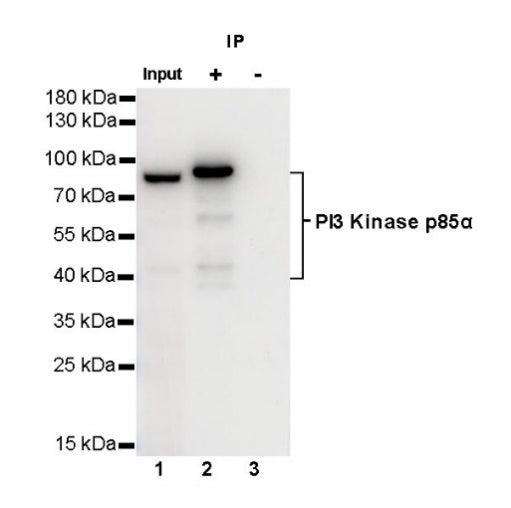 PI3 Kinase p85α Recombinant Rabbit mAb (S-328-24)