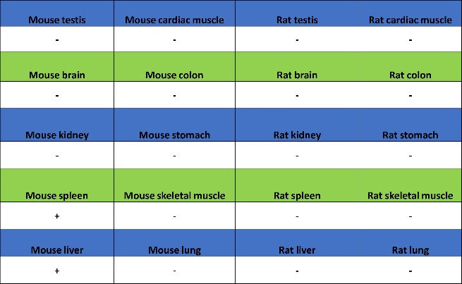 F4/80 Recombinant Rat mAb (S-942-1)
