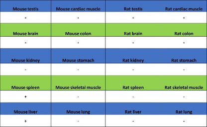 F4/80 Recombinant Rat mAb (S-942-1)