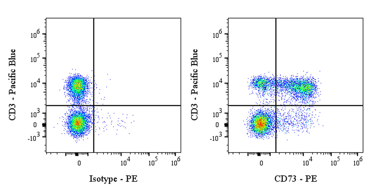 PE Rat Anti-Mouse CD73 Antibody (S-R636)