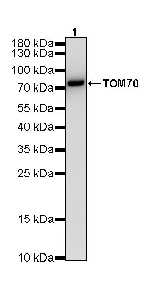 TOM70 Mouse mAb