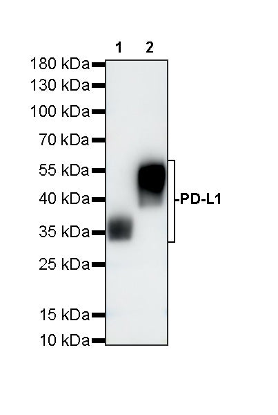 Invivo anti-Mouse/Human/Rat PD-L1 Recombinant mAb