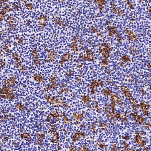 CD11c Recombinant Rabbit mAb (SDT-396-48)