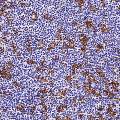 CD11c Recombinant Rabbit mAb (SDT-396-48)