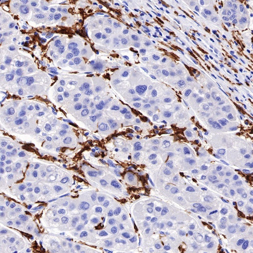 CD16 Recombinant Rabbit mAb (SDT-387-36)