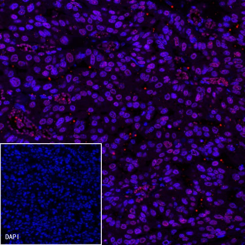 Histone H3 Recombinant Rabbit mAb (PE Conjugate) (S-266-44)
