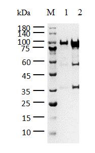 HSP90α, His Tag Protein