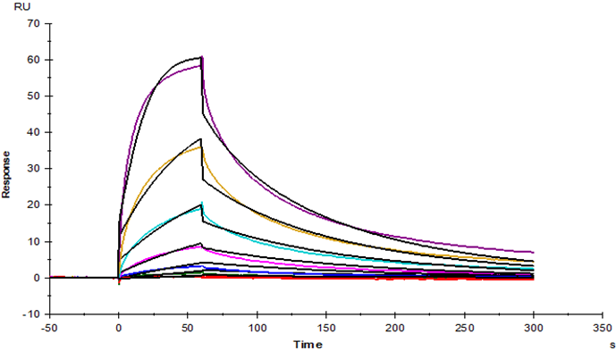 CTLA-4 Fc Chimera Protein, Human