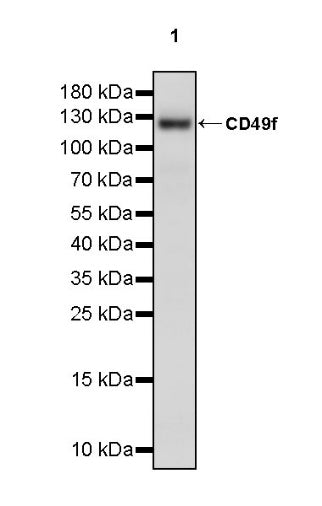 CD49f Recombinant Rabbit mAb (S-1019-73)